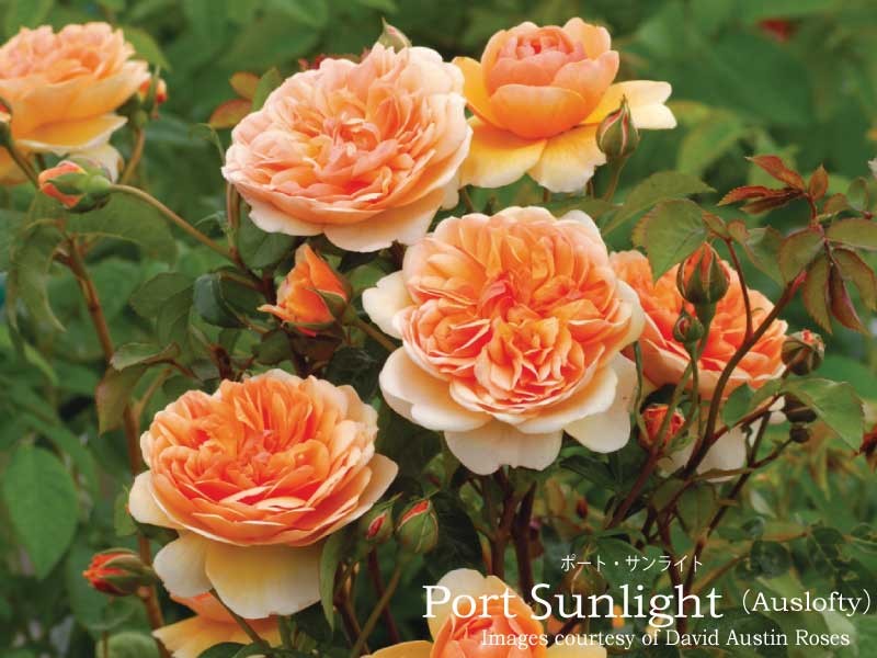 portsunlight800600.jpg