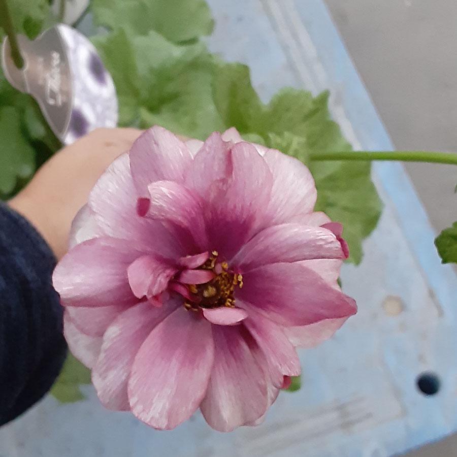 吉本花城園 ラナンキュラス ラックス 3.5号ポット苗 蕾付き アウラ