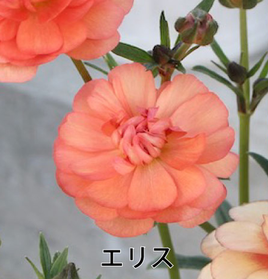 吉本花城園 ラナンキュラス ラックス 3.5号ポット苗 蕾付き アウラ