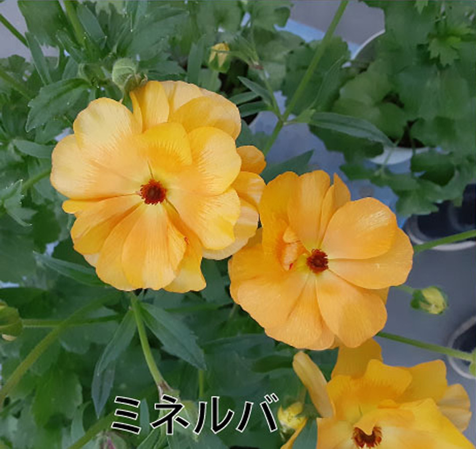 吉本花城園 ラナンキュラス ラックス 3.5号ポット苗 蕾付き アウラ