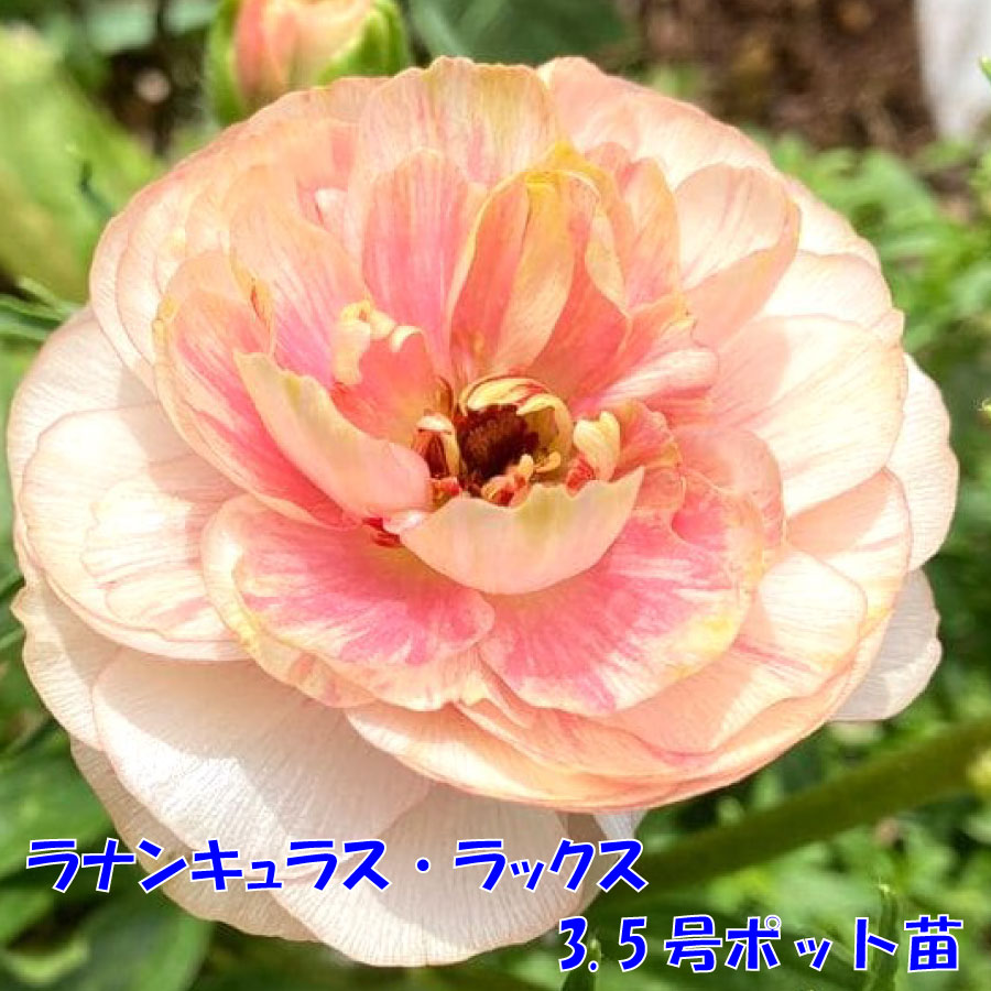 吉本花城園 ラナンキュラス ラックス 3.5号ポット苗 蕾付き アウラ