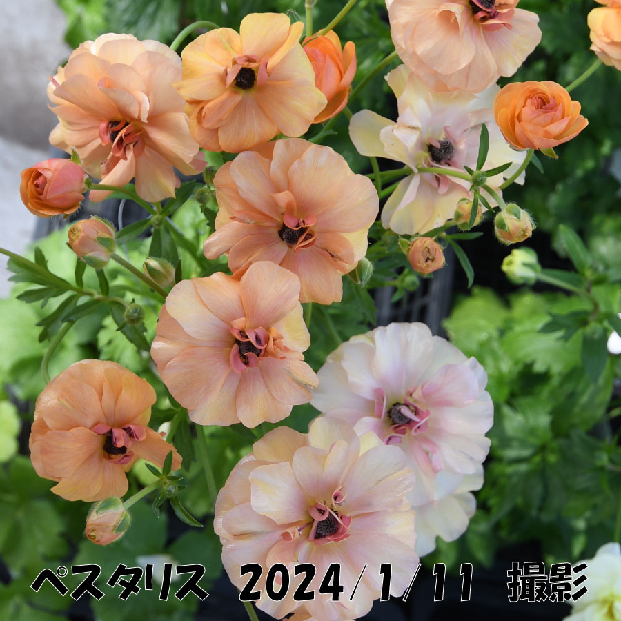 吉本花城園 ラナンキュラス ラックス 3.5号ポット苗 蕾付き アウラ