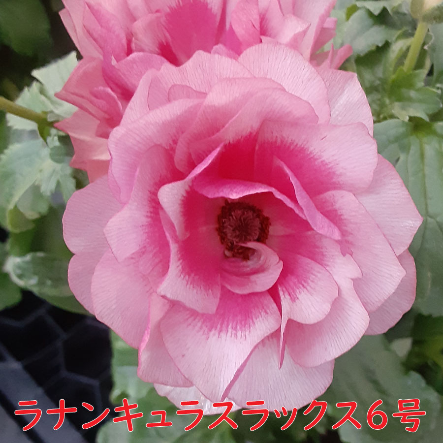 吉本花城園 ラナンキュラス ラックス 6号鉢 ジュピター サティロス