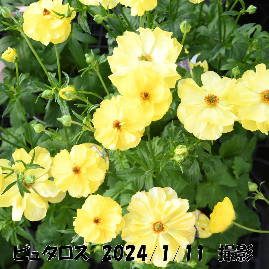 吉本花城園 ラナンキュラス ラックス 3.5号ポット苗 蕾付き アウラ