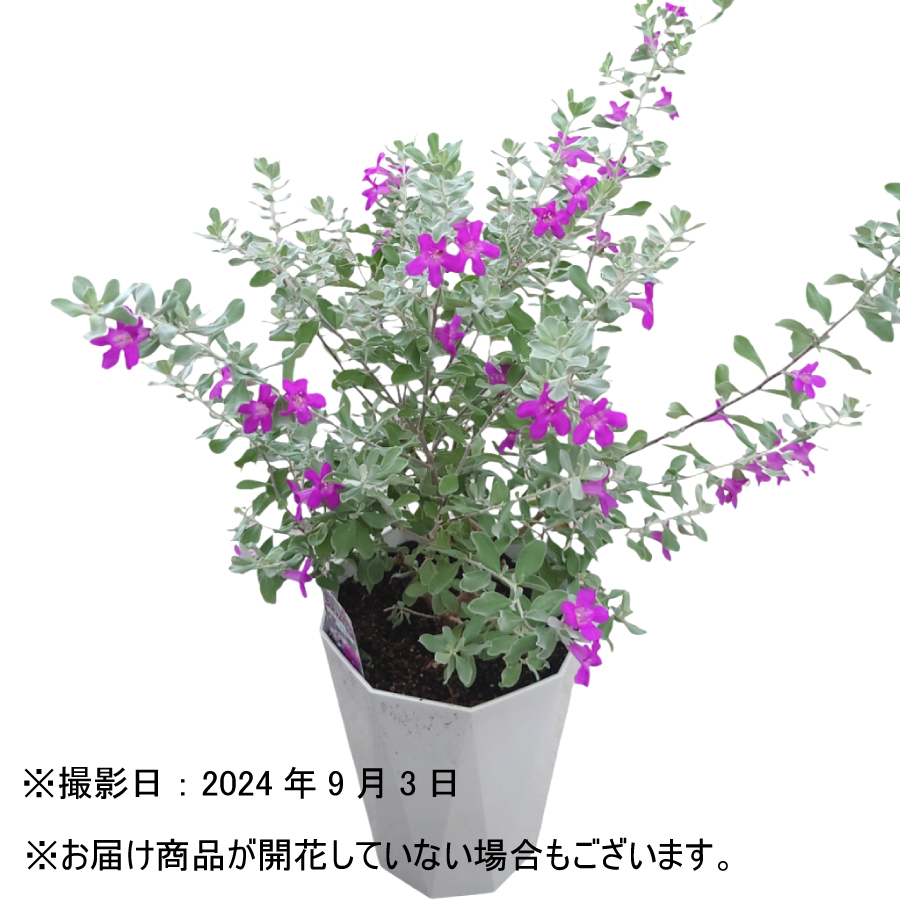 吉本花城園 レウコフィルム 6号鉢 綺麗な紫花が魅力 シルバーリーフが