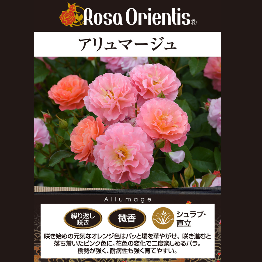 吉本花城園 特選 バラ苗 アリュマージュ ロサオリエンティス 繰り返し