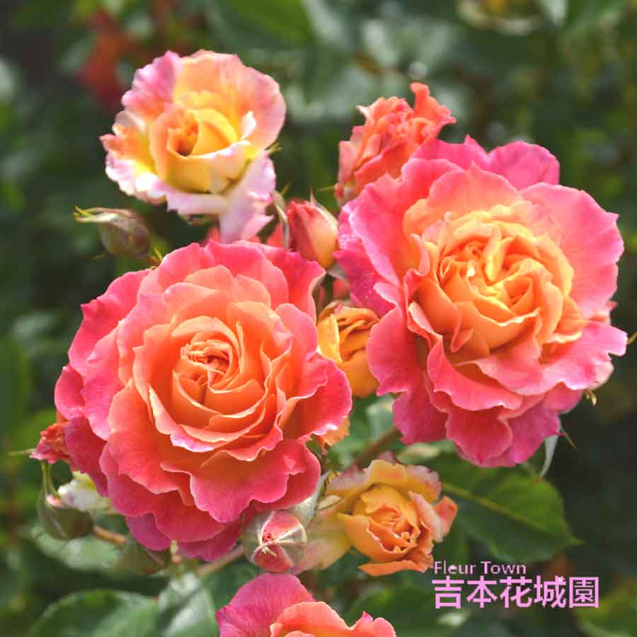 吉本花城園 特選 バラ苗 シャルール ロサオリエンティス プログレッシ