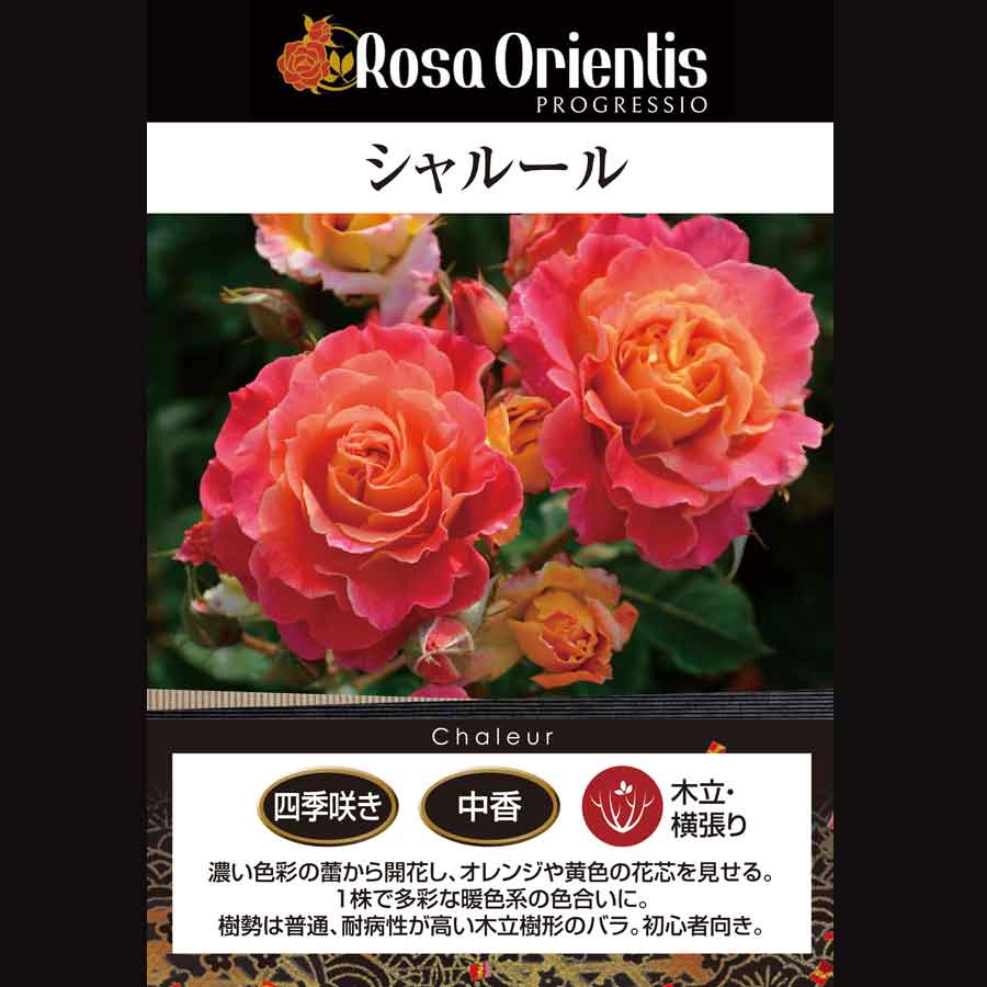 吉本花城園 特選 バラ苗 シャルール ロサオリエンティス プログレッシ