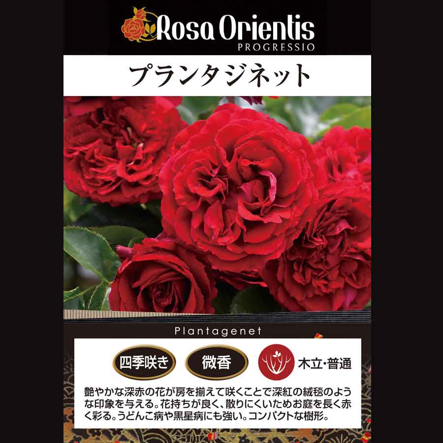 プランタジネット 2本、ピクシー、ライフ　バラ苗　大苗　６号植え　ヤマト宅配 プランタジネット 2本、ピクシー、ライフ バラ苗 大苗 6号植え ヤマト