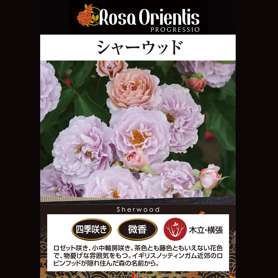 吉本花城園 特選 バラ苗 シャーウッド ロサオリエンティス