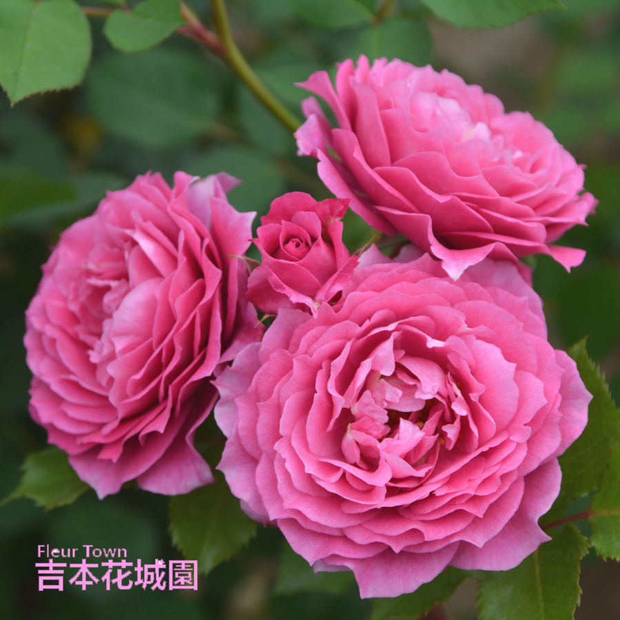 rosaorientis36-1.jpg