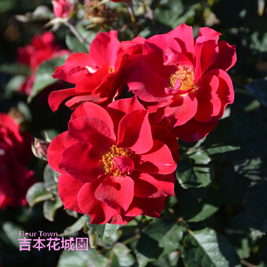 吉本花城園 特選 バラ苗 風姿花伝 紅 くれない ロサオリエンティス