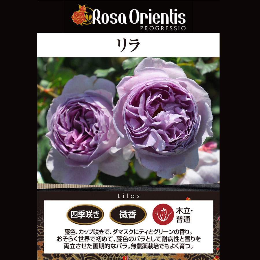 吉本花城園 特選 バラ苗 リラ ロサオリエンティス プログレッシオ