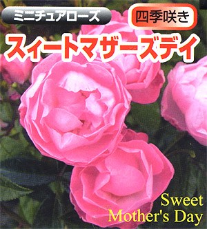 吉本花城園 バラ苗 スイートマザーズデイ ミニチュアド ローズ ピンク