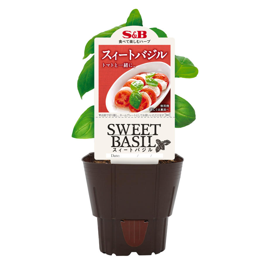 吉本花城園 ハーブ苗 バジル 3号ポット 選べる 4品種 スィートバジル