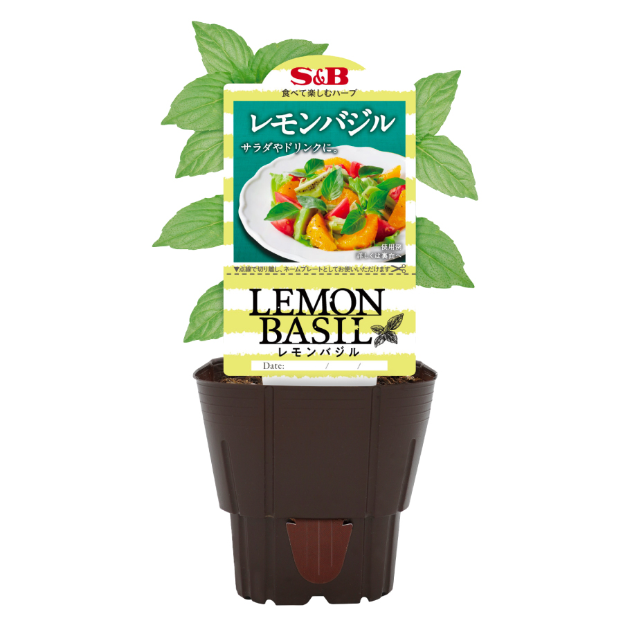 バジル品 吉本花城園 ハーブ苗 バジル 3号ポット 選べる 4品種 スィートバジル