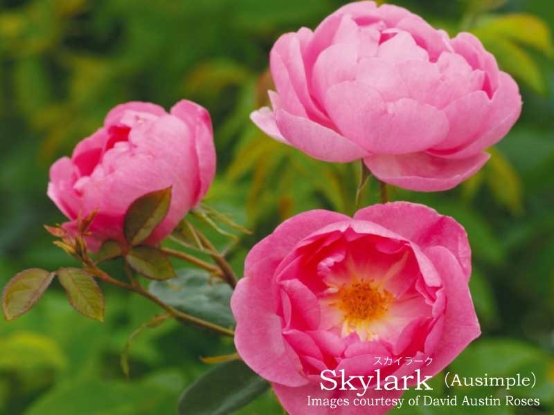 イングリッシュローズ 2株セット 取り引き価格 David Austin Roses - バラ苗, バラ鉢, イングリッシュローズ, つる
