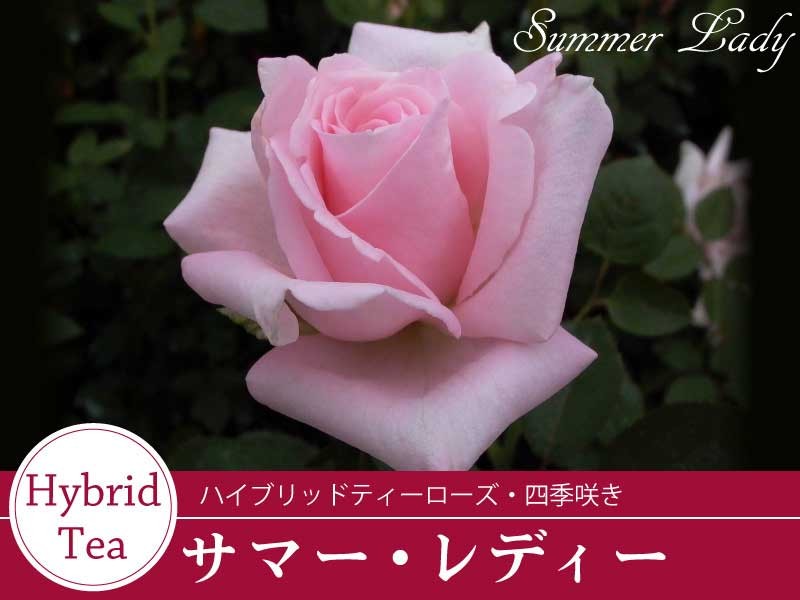 summerlady800600.jpg