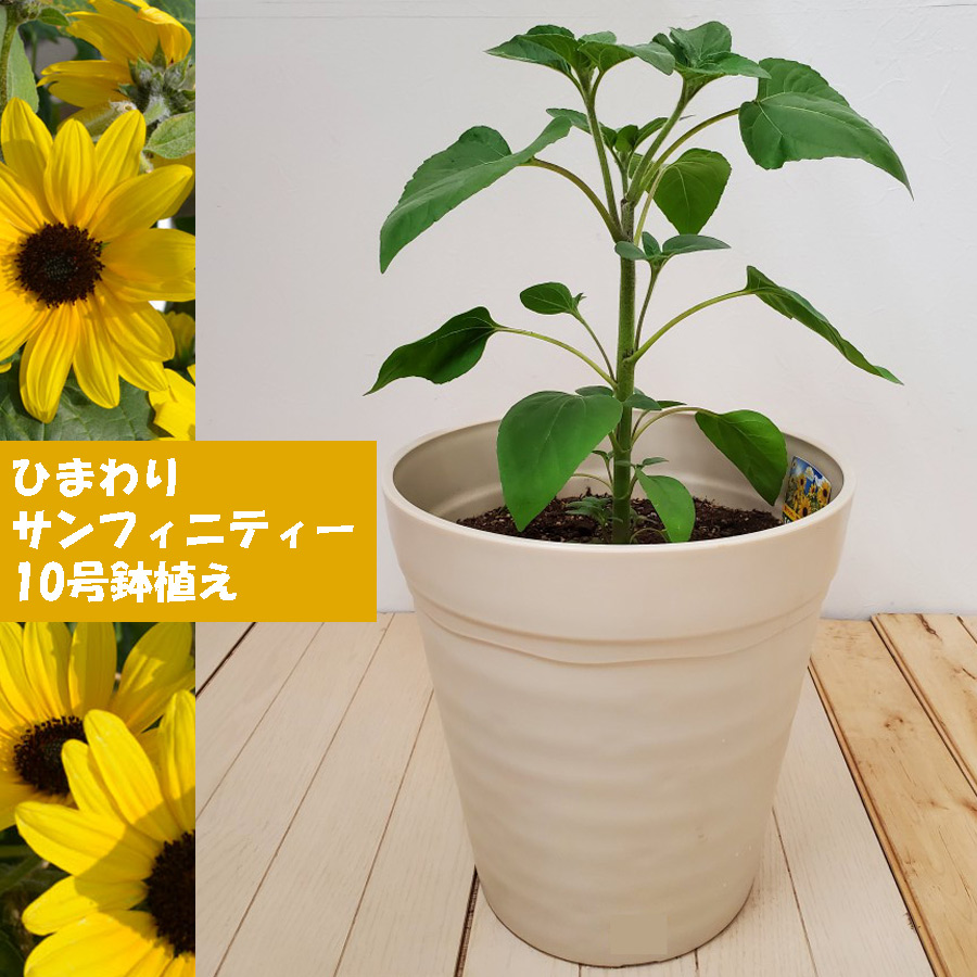 めざせ100輪以上 鉢花 ひまわり サンフィニティー 10号鉢植え 向日葵 ヒマワリ 小輪のお花が次々咲きます！