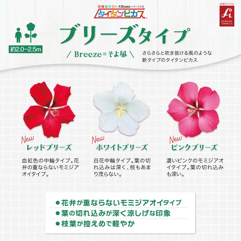 タイタンビカス ブリーズタイプ 品種説明