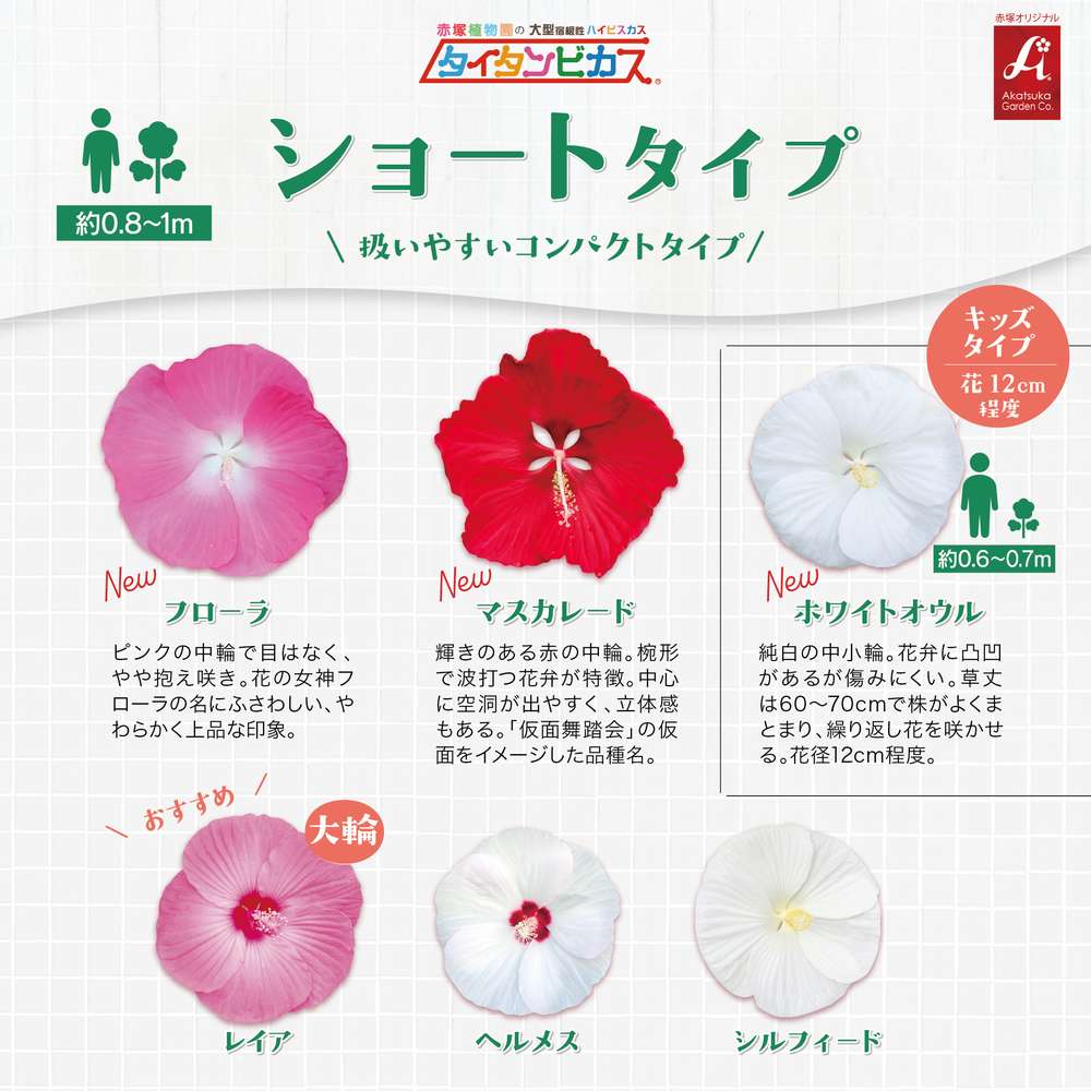タイタンビカス ショートタイプ 品種説明
