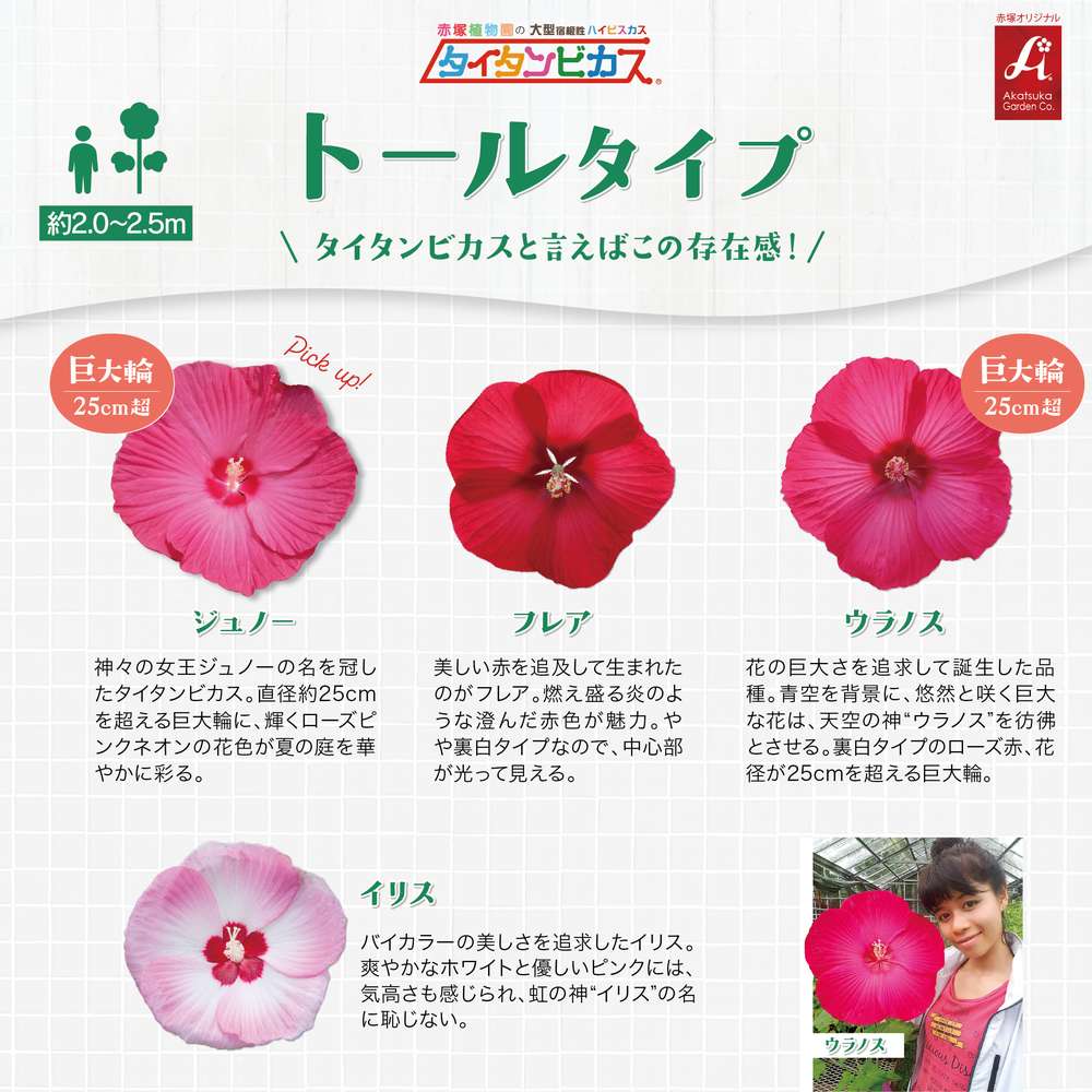 タイタンビカス トールタイプ