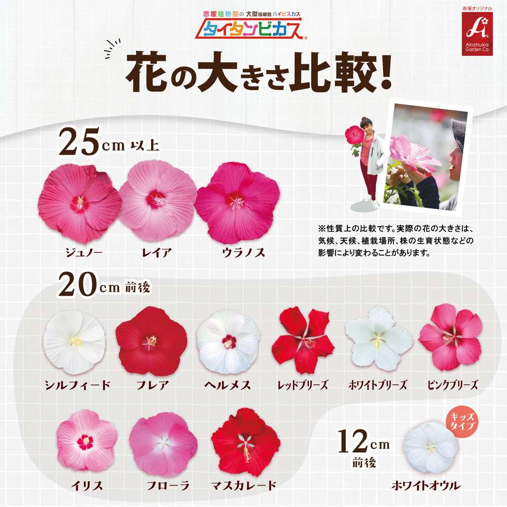 タイタンビカス 花の大きさ比較