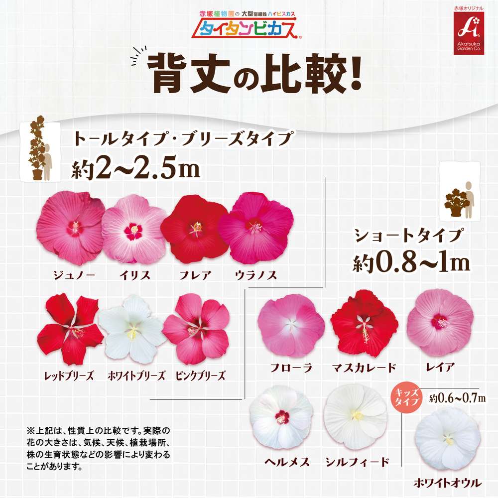 タイタンビカス 背丈比較