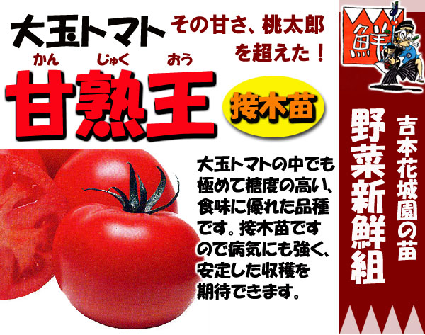 吉本花城園 野菜苗 トマト苗 甘熟王 3号ポット 接木苗 とまと 春植え