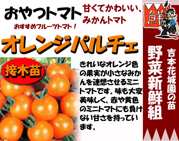 吉本花城園 野菜苗 トマト苗 オレンジパルチェ 3号ポット 接木苗