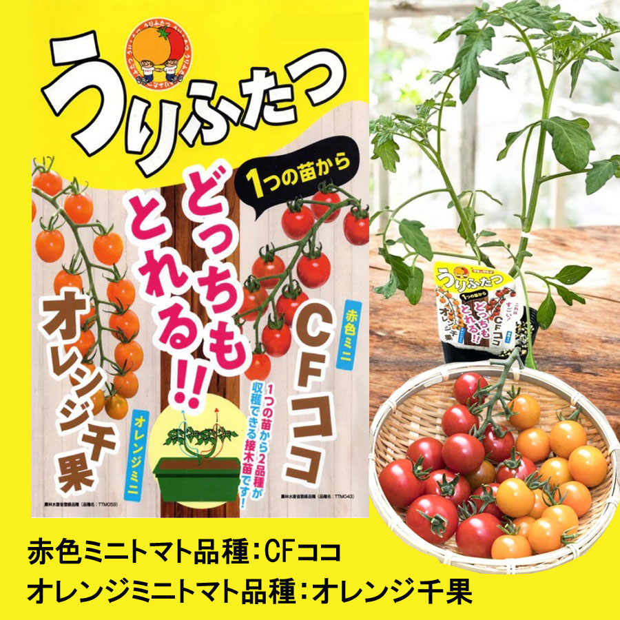 スーパーセール タイムセール 時間 吉本花城園 15L トマトの土 そのまま育てる 栽培セット トマト アイドル