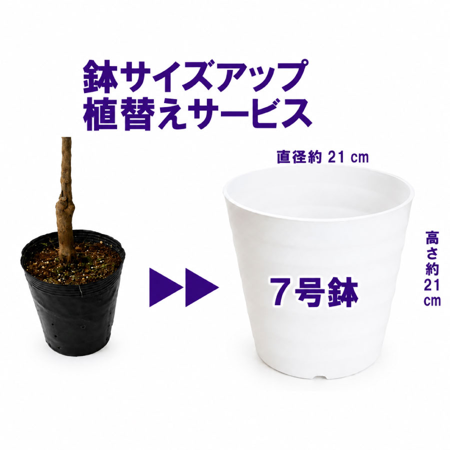 吉本花城園 爆買 ブルーベリー専用 7号鉢に植え替えてお届け 鉢色