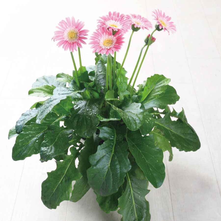 吉本花城園 ガーベラの進化系 ガルビネア 【ピンク系】 花 5号 鉢植え
