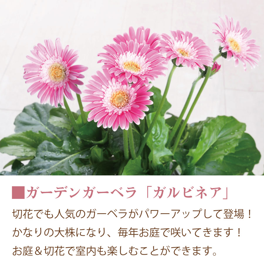 吉本花城園 ガーベラの進化系 ガルビネア 【ピンク系】 花 5号 鉢植え