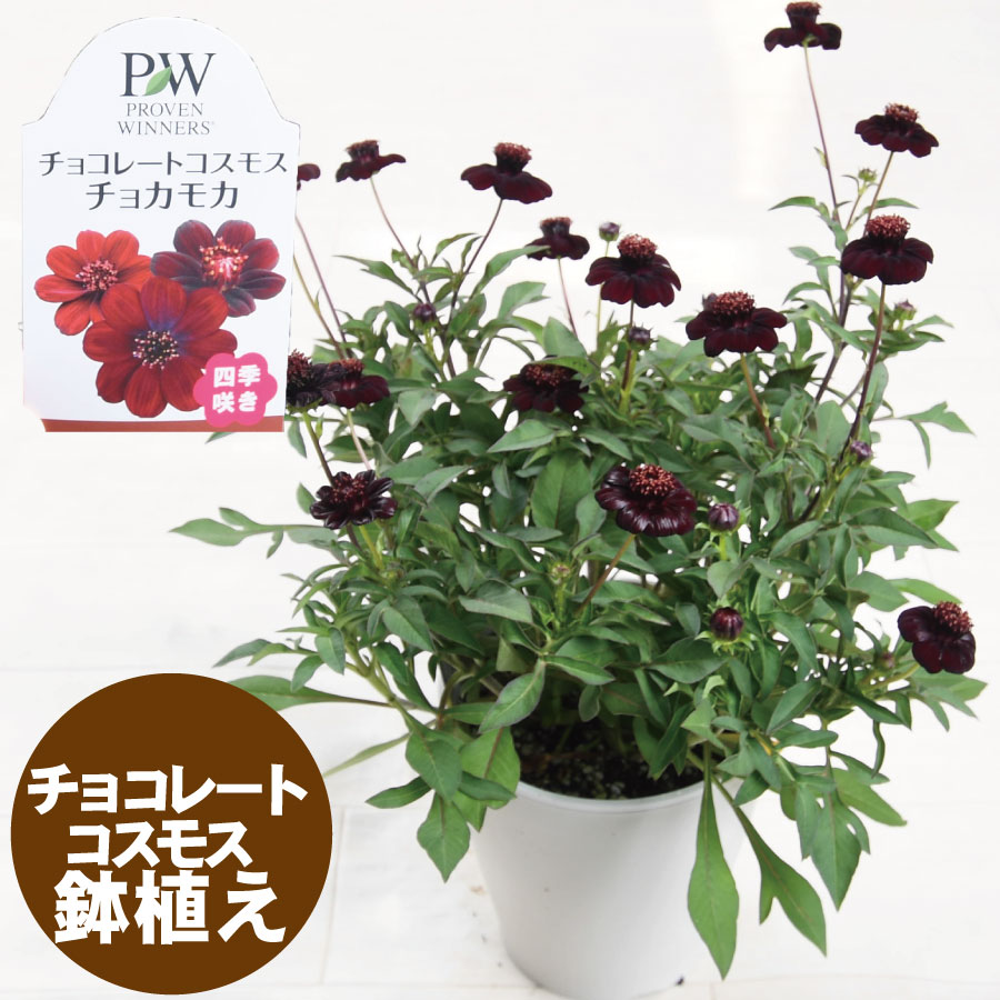 吉本花城園 チョコレートコスモス チョカモカ PW 鉢植え 苗 花苗