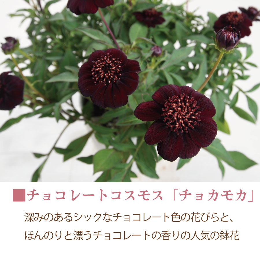 吉本花城園 チョコレートコスモス チョカモカ PW 鉢植え 苗 花苗