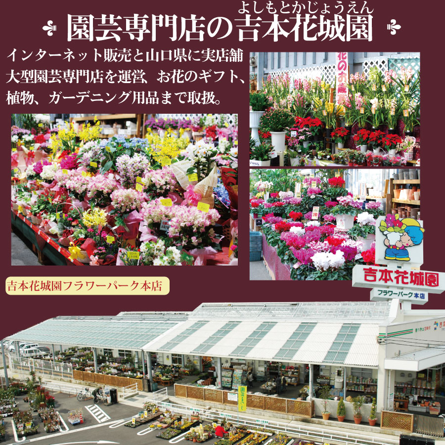 吉本花城園 観葉植物 パキラ 幸福の木 ドラセナ 7号 大型 観葉 ギフト