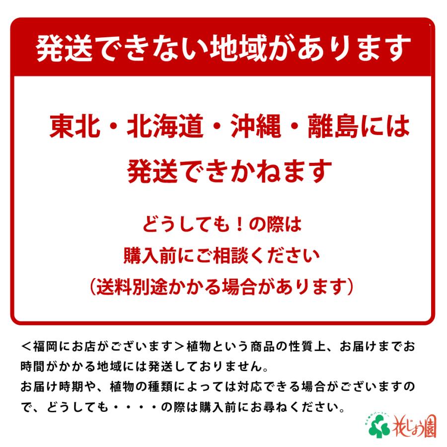 特選果樹苗 ★かぼすの詳細画像4
