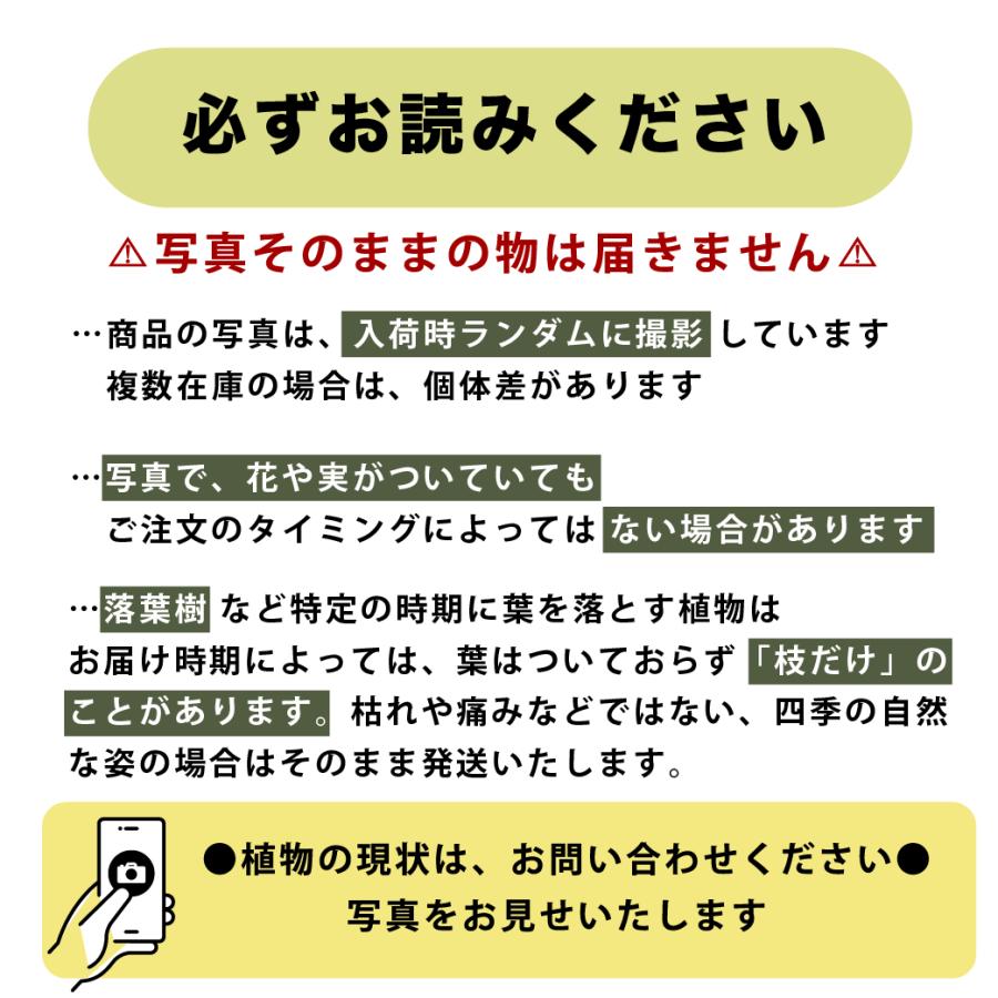特選果樹苗 ☆南高梅 : 花じょう園シヨツプ - 通販 - Yahoo!ショッピング