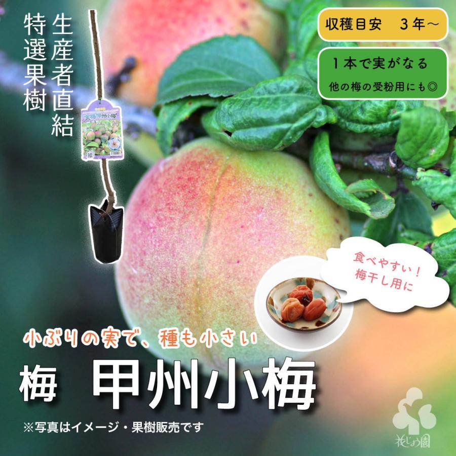 特選果樹苗 ☆南高梅 : 花じょう園シヨツプ - 通販 - Yahoo!ショッピング