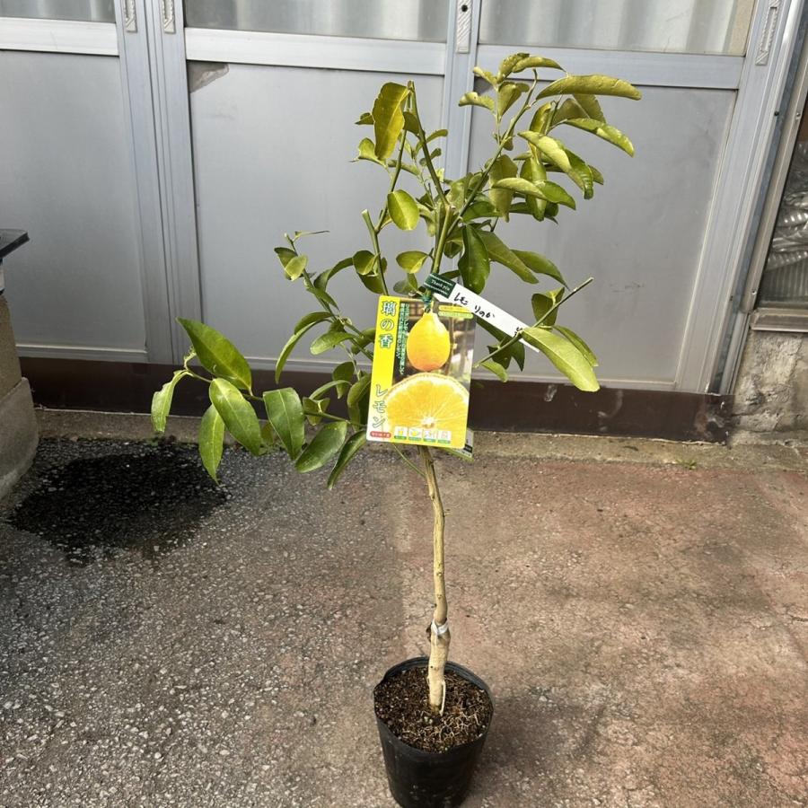 レモン・璃の香（りのか）果樹 : 花じょう園シヨツプ - 通販 - Yahoo
