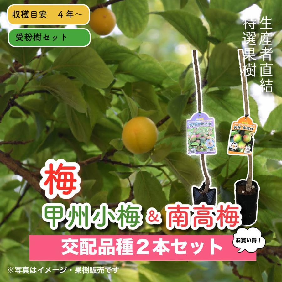 小粒南高＆南高梅 梅2種受粉樹セット : 花じょう園シヨツプ - 通販