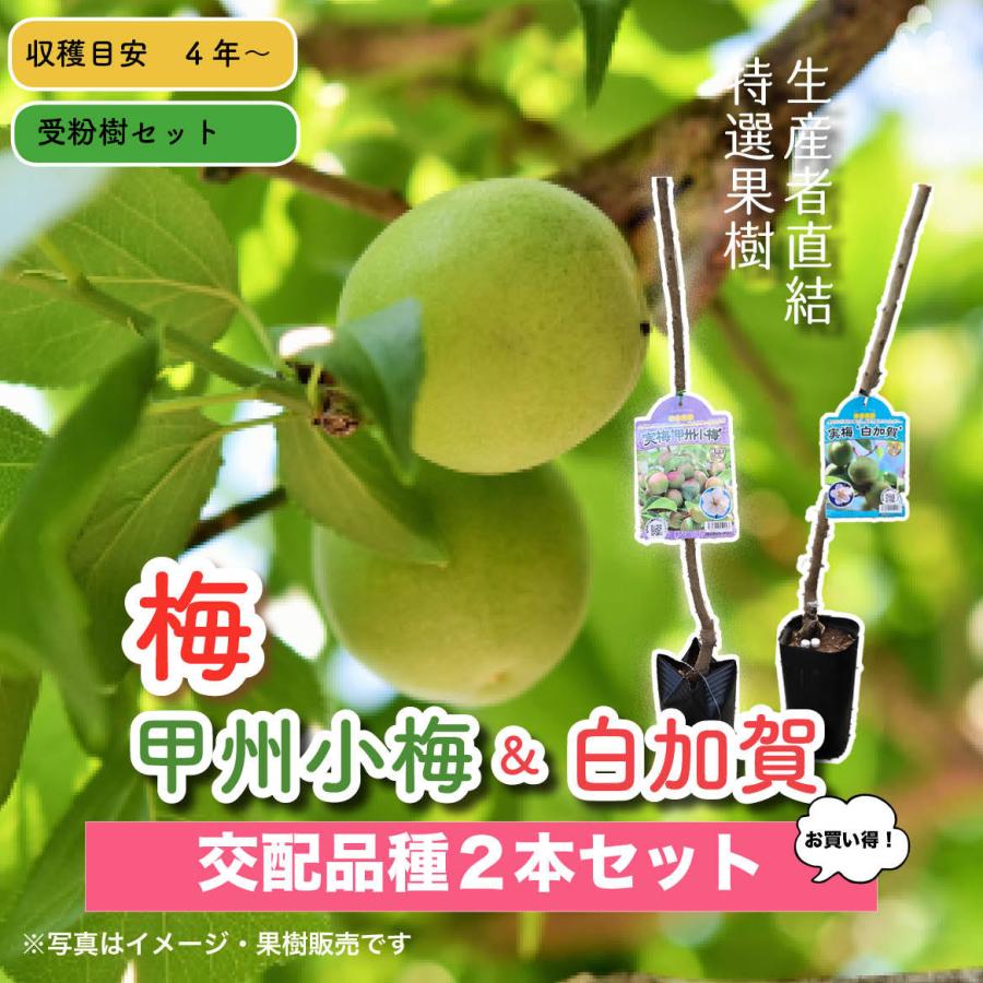 小粒南高＆南高梅 梅2種受粉樹セット : 花じょう園シヨツプ - 通販