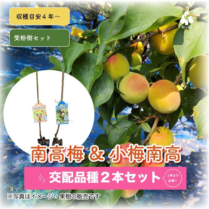 特選果樹苗 ☆南高梅 : 花じょう園シヨツプ - 通販 - Yahoo!ショッピング