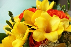 今月の旬の花　誕生花　２月　フリージア　送料無料　ネット通販花屋花樹有（かじゅある )