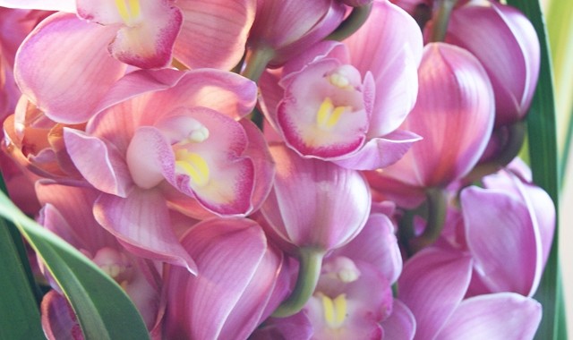 値引 誕生日 クリスマス お歳暮 結婚記念日 ４本立ち 鉢植え シンビジウムの鉢植えの花 花ギフト 花束 生花 Pokestgo Cl