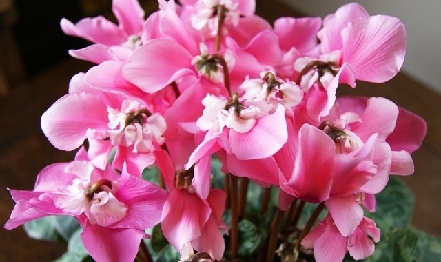 シクラメン 冬桜 5寸鉢 : 花ギフト山形産果物野菜花樹有 - 通販