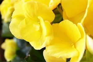 インテリアグリーン　リーガースベゴニア　送料無料　ネット通販花屋花樹有（かじゅある )