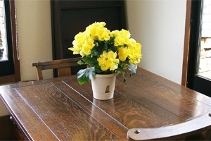 インテリアグリーン　リーガースベゴニア　送料無料　ネット通販花屋花樹有（かじゅある )