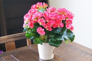 インテリアグリーン　リーガースベゴニア　送料無料　ネット通販花屋花樹有（かじゅある )